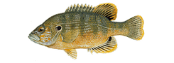 Green Sunfish